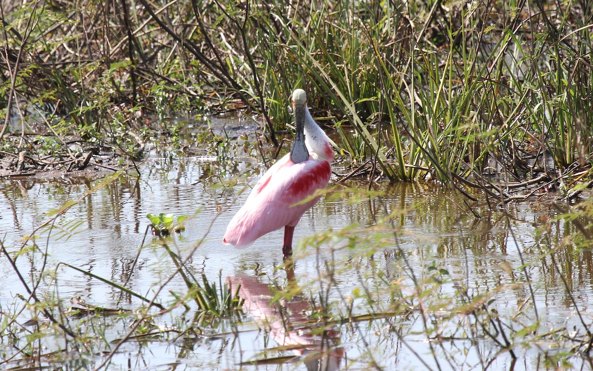 Espátula Rosada - ML646949844