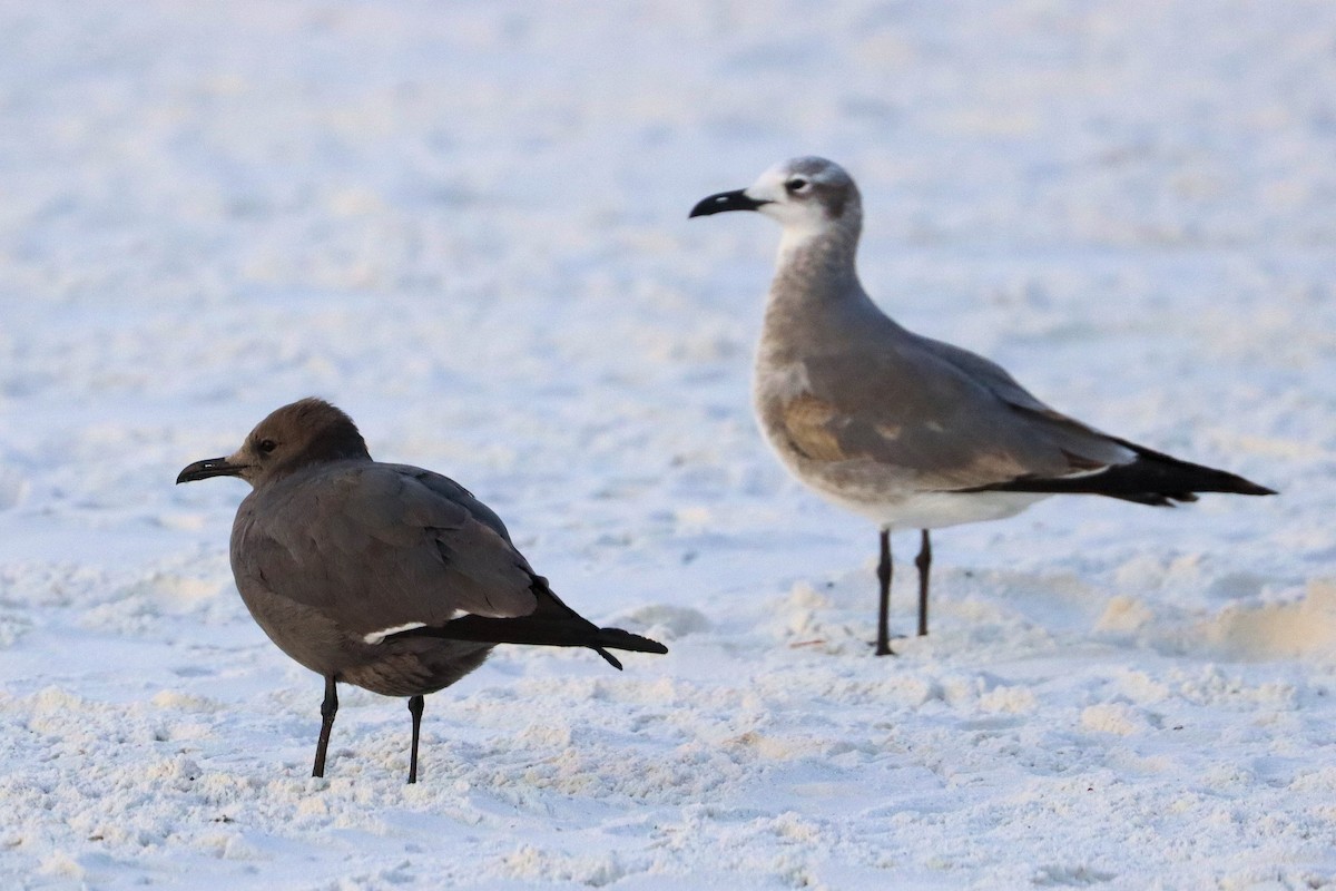 Gray Gull - ML646949845