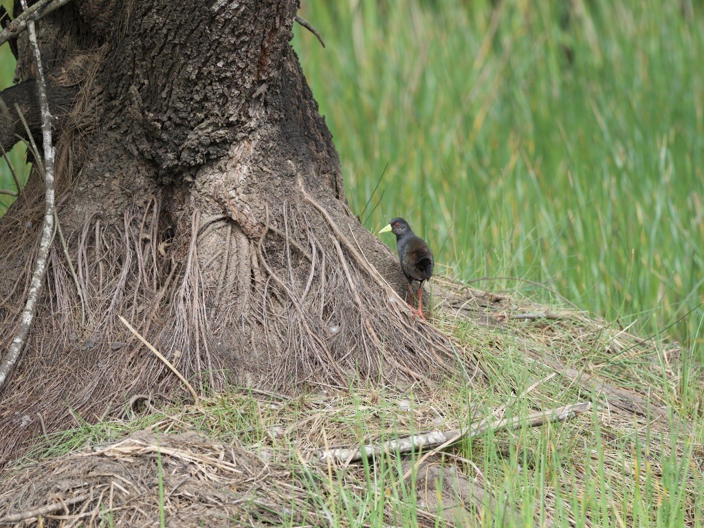 Kara Afrika Yelvesi - ML646949846