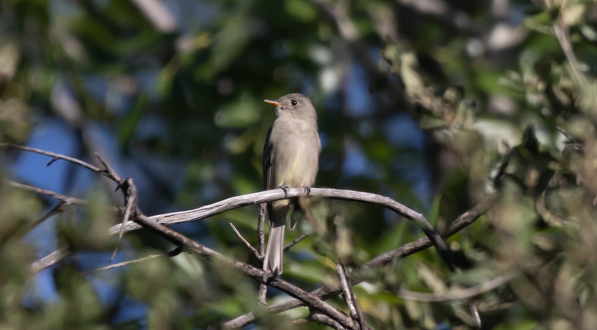 Greater Pewee - ML646949848