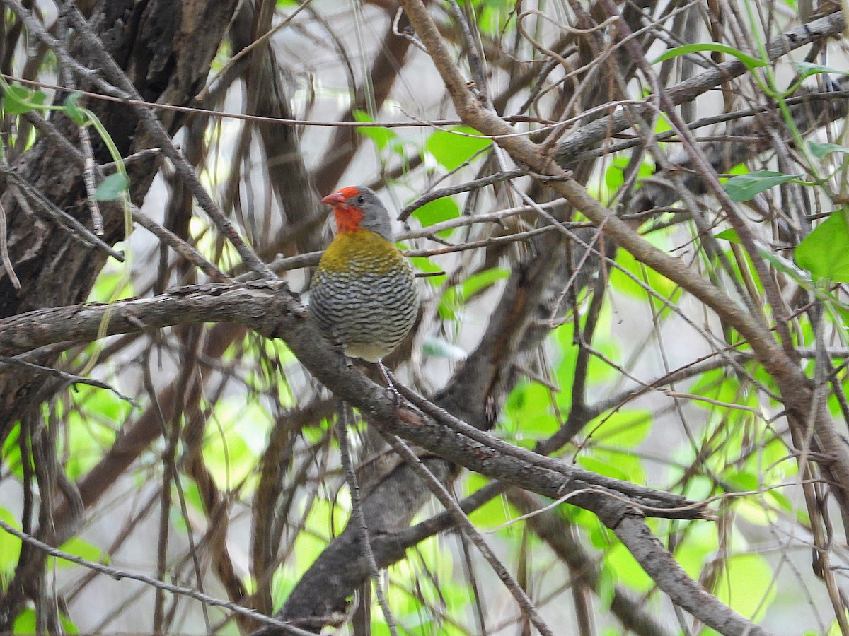 Мельба строката - ML646949850