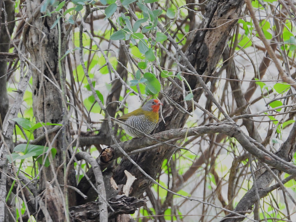 Мельба строката - ML646949851