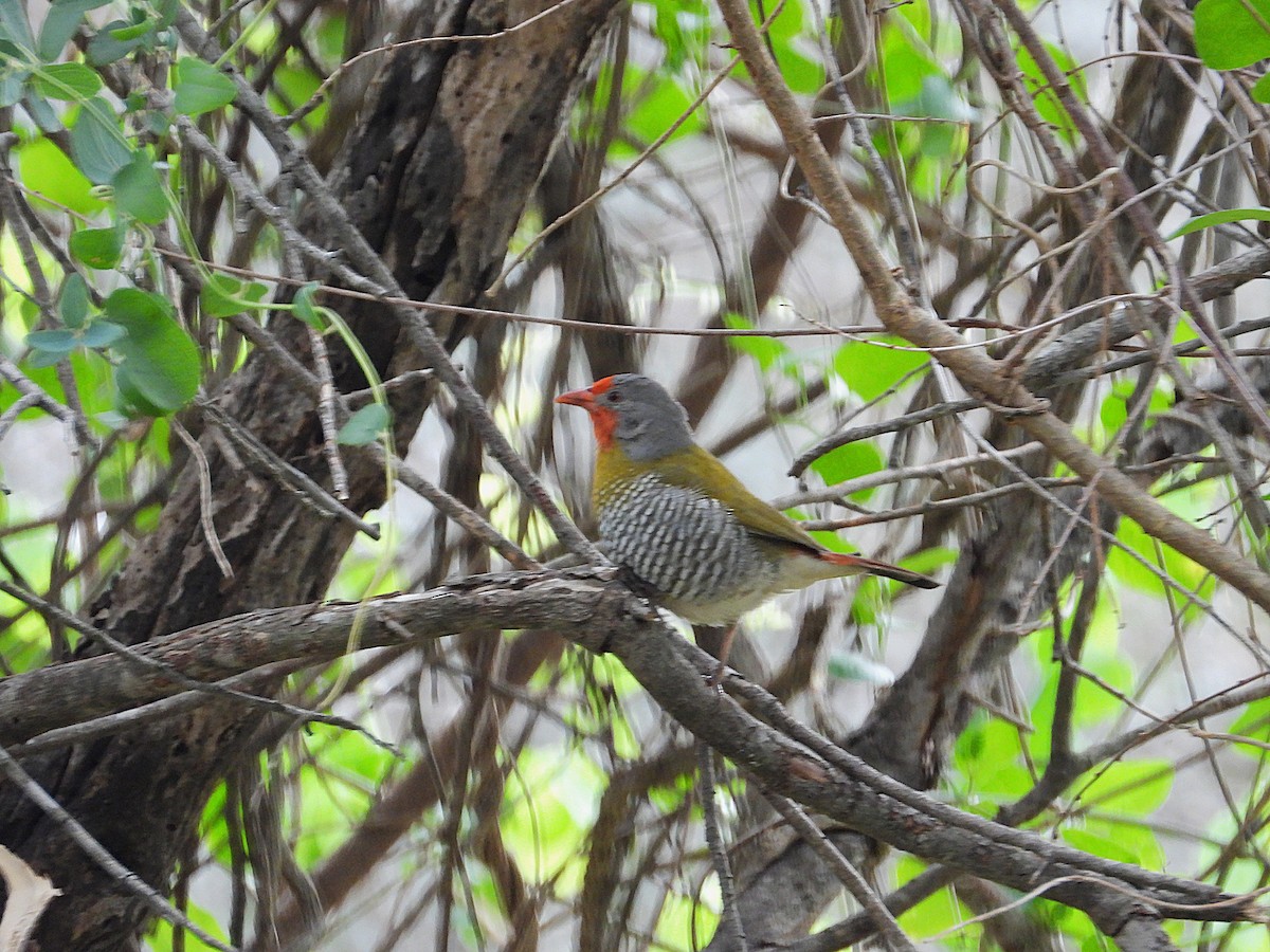 Мельба строката - ML646949852