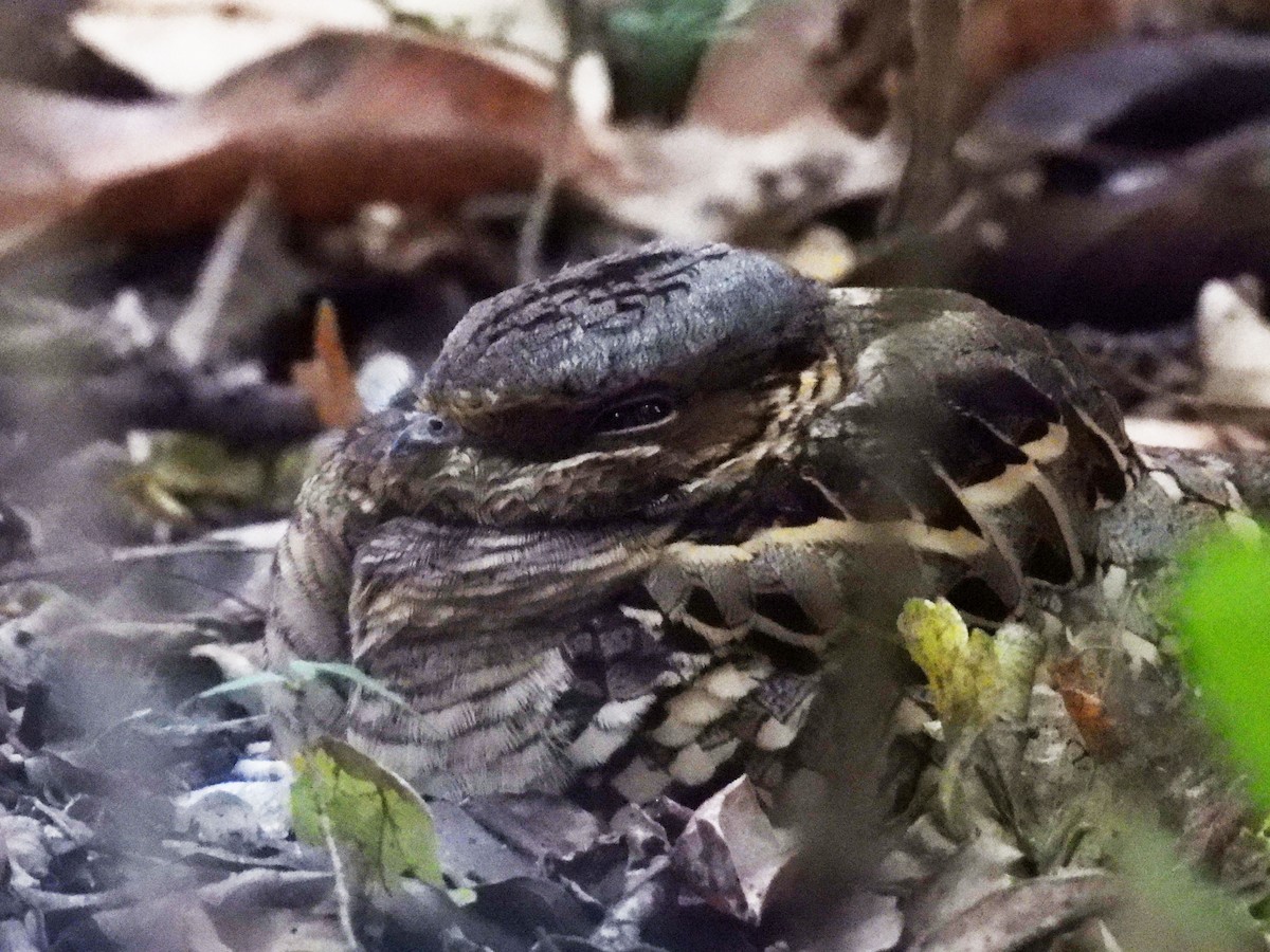 Common Pauraque - ML646949854