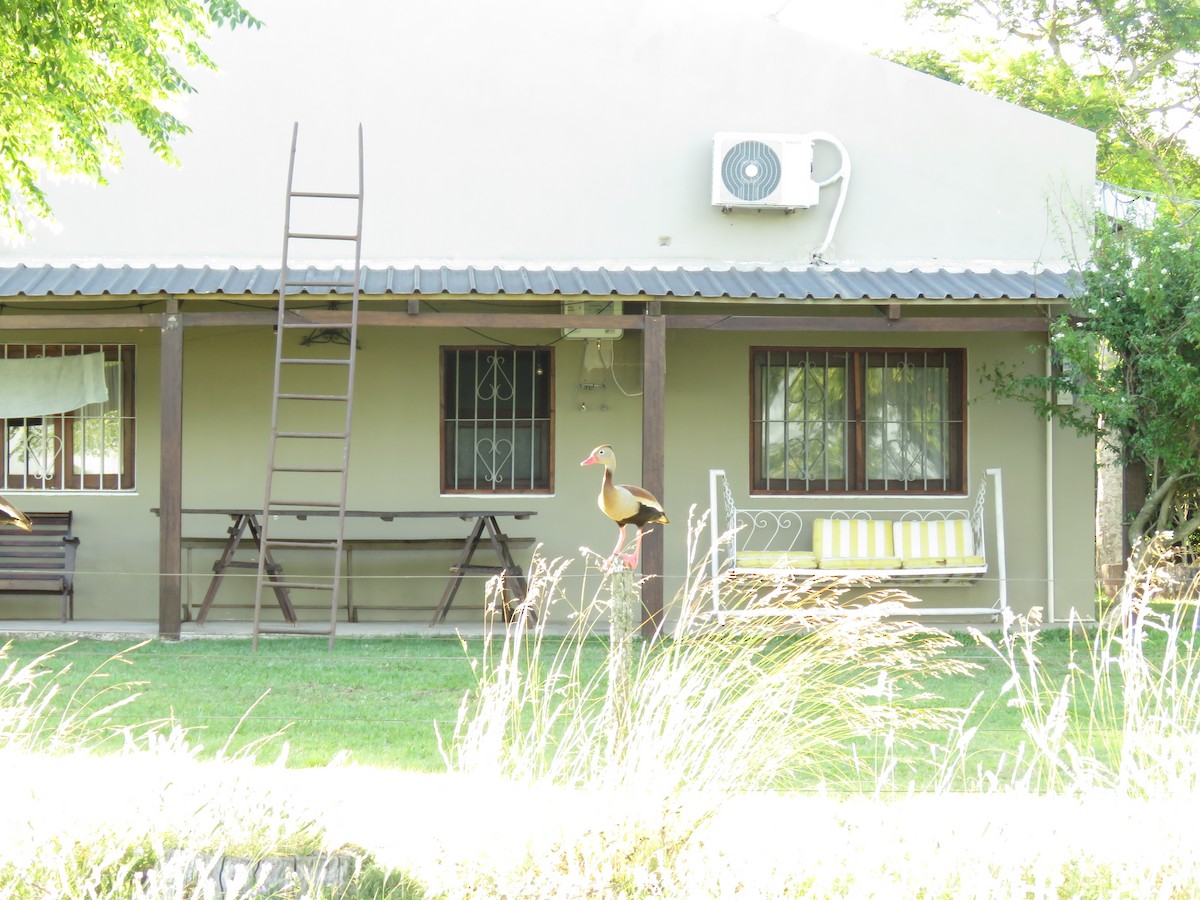 Black-bellied Whistling-Duck - ML646949860