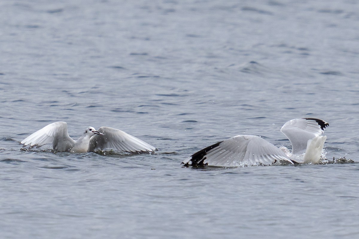 Ring-billed Gull - ML646949861