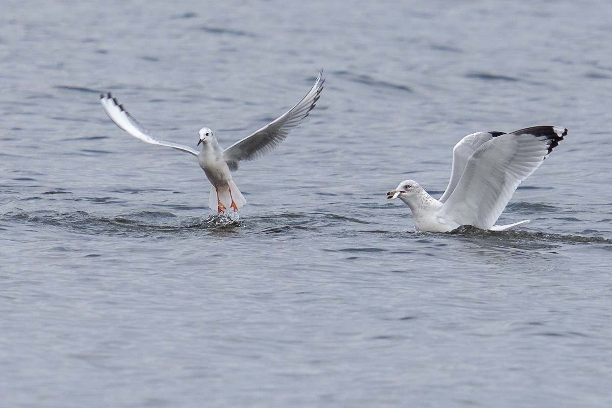 Ring-billed Gull - ML646949862