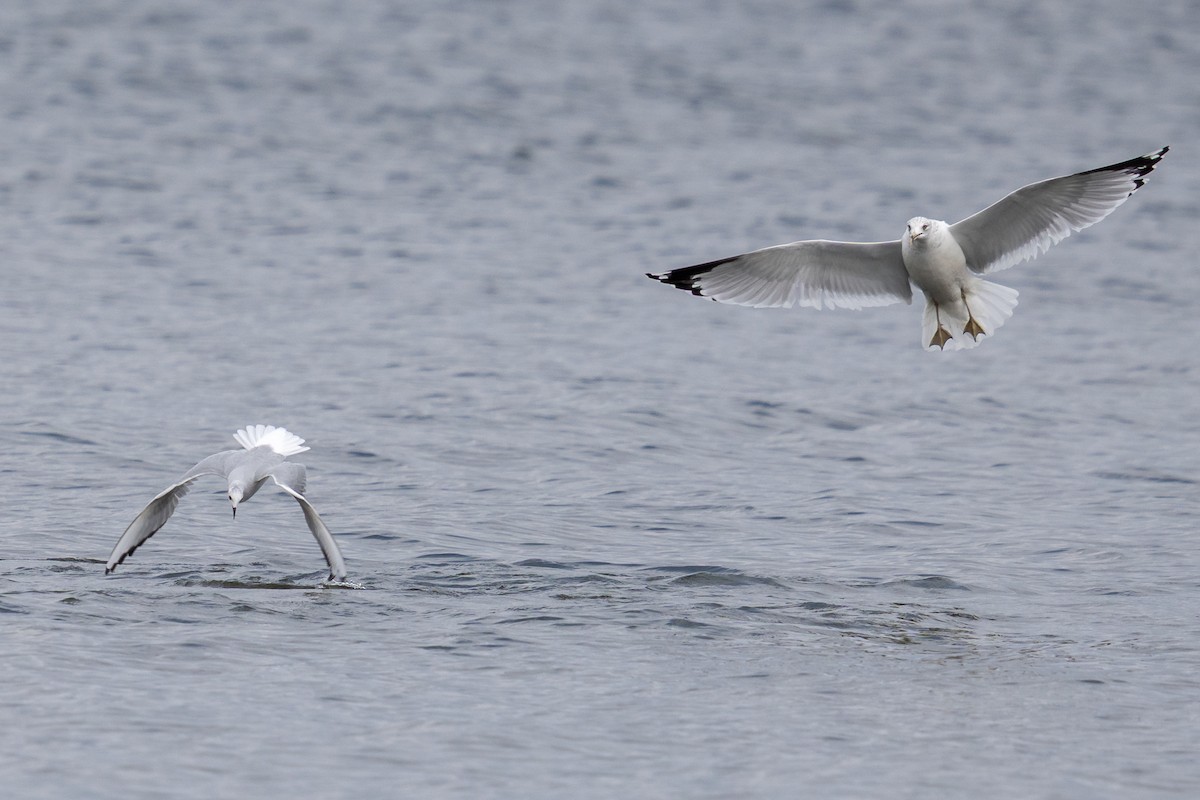 Ring-billed Gull - ML646949863