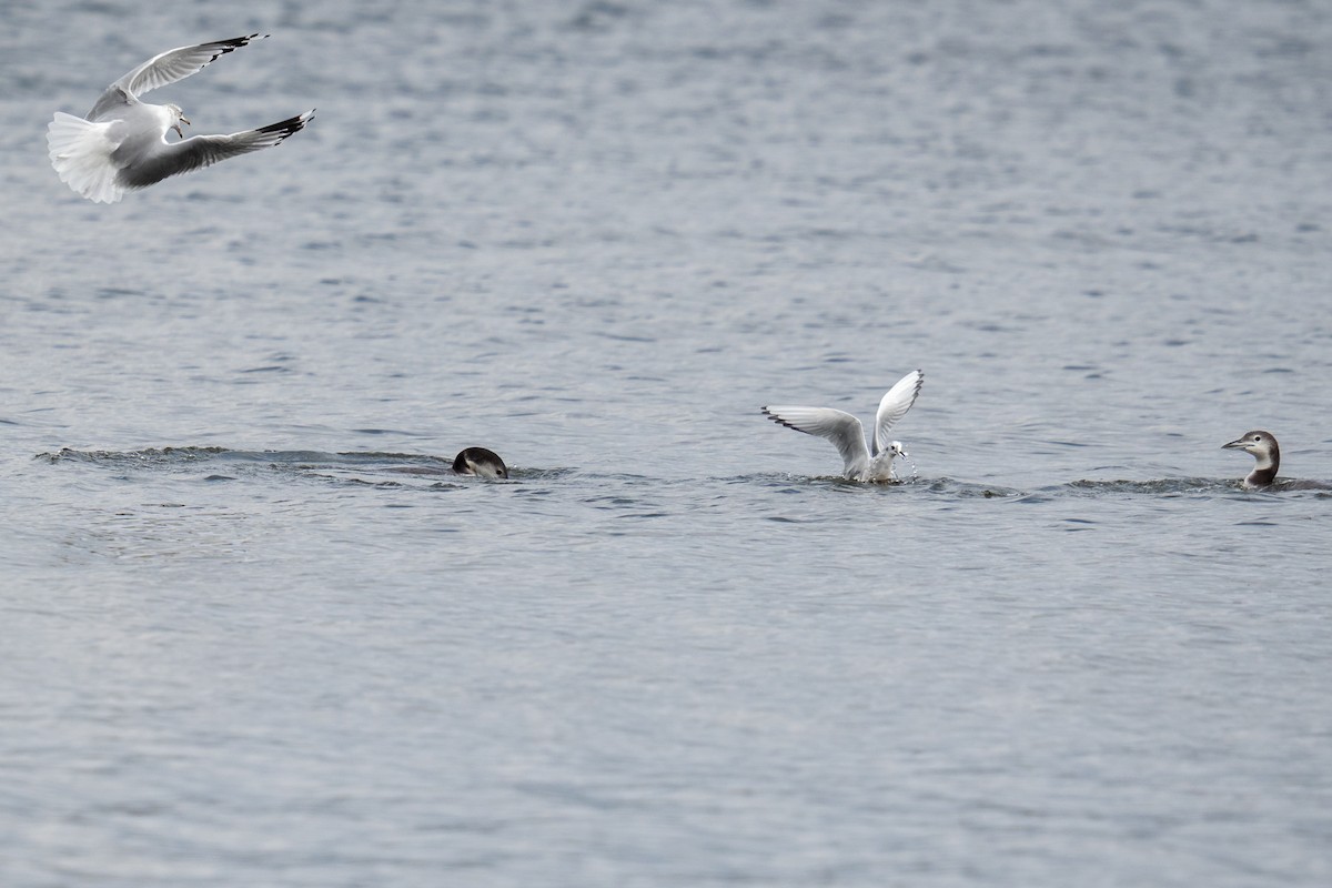 Ring-billed Gull - ML646949865
