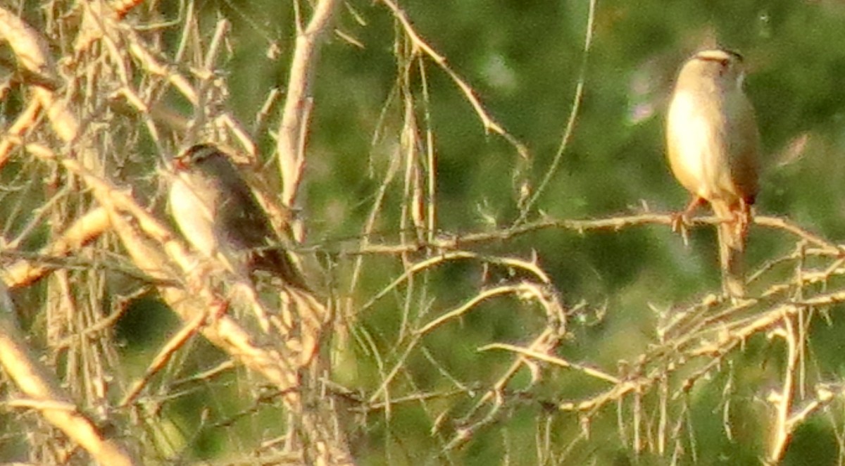 hvitkronespurv - ML646949866