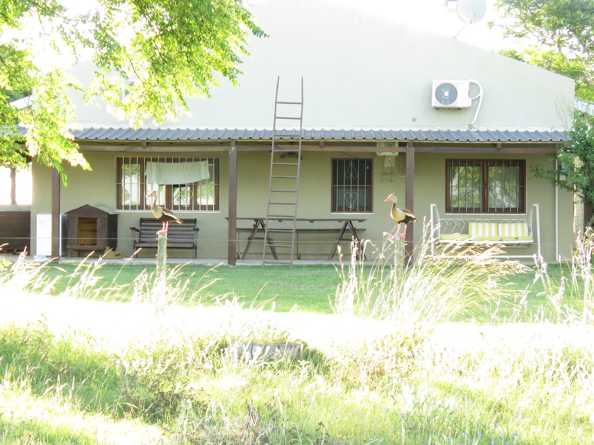 Black-bellied Whistling-Duck - ML646949867