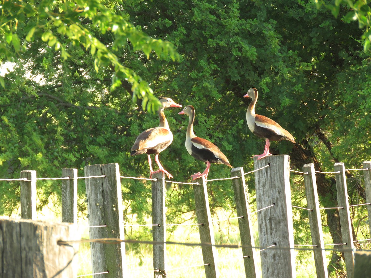 Suirirí Piquirrojo - ML646949868