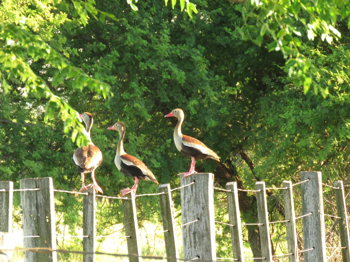 Suirirí Piquirrojo - ML646949869