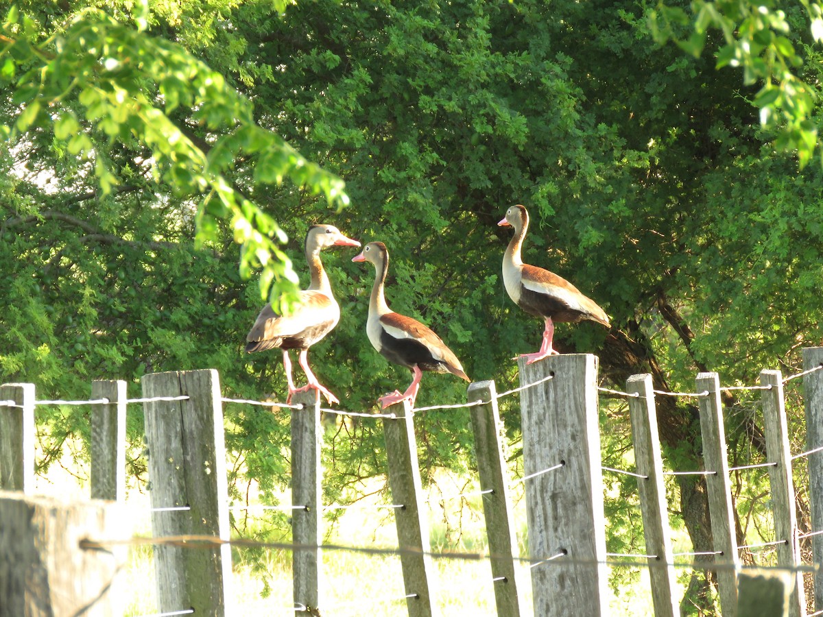 Black-bellied Whistling-Duck - ML646949870