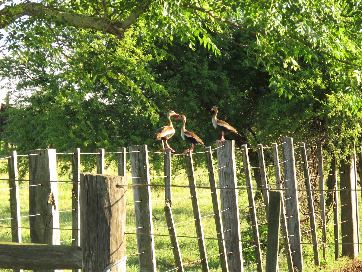 Suirirí Piquirrojo - ML646949871