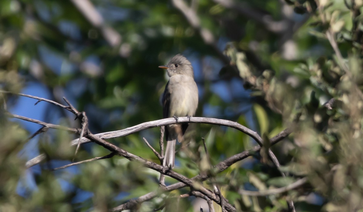 Greater Pewee - ML646949872