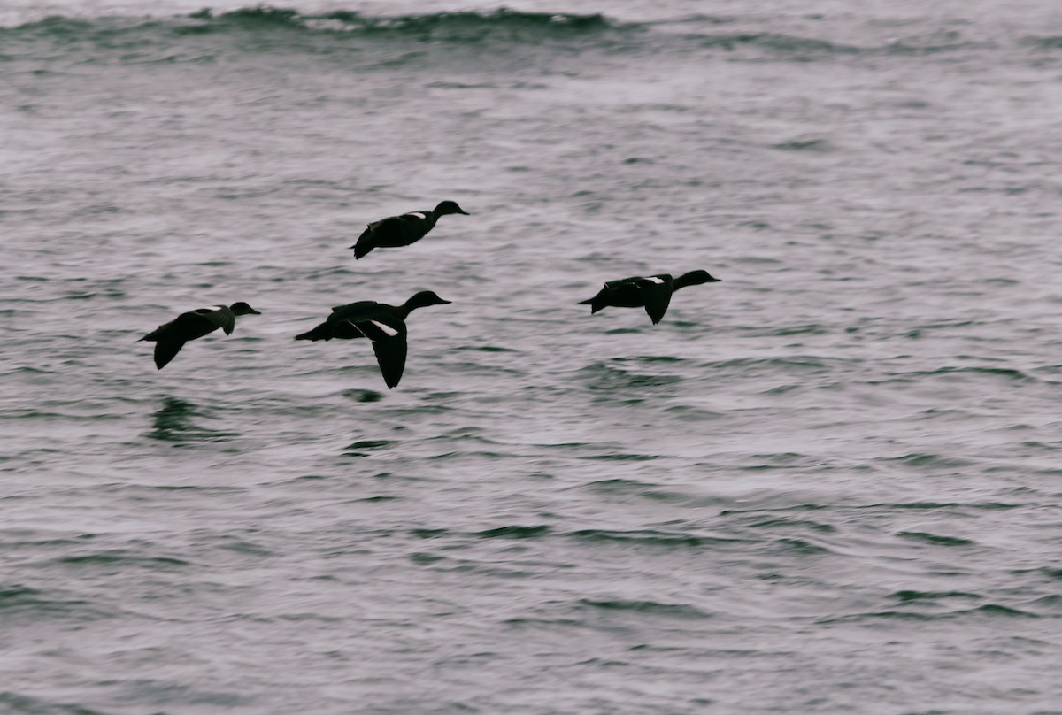 Chestnut Teal - ML646949873