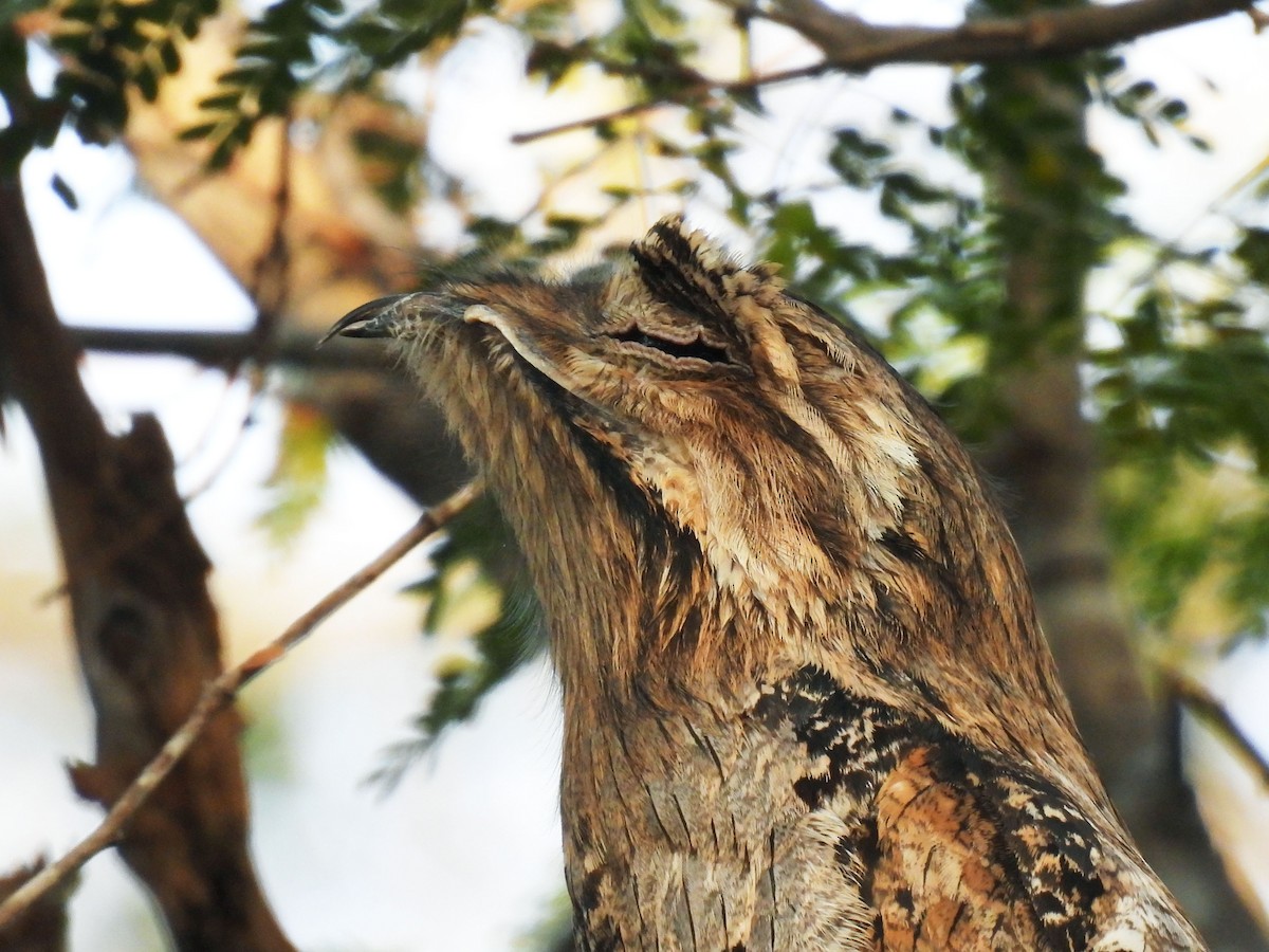 Northern Potoo - ML646949874