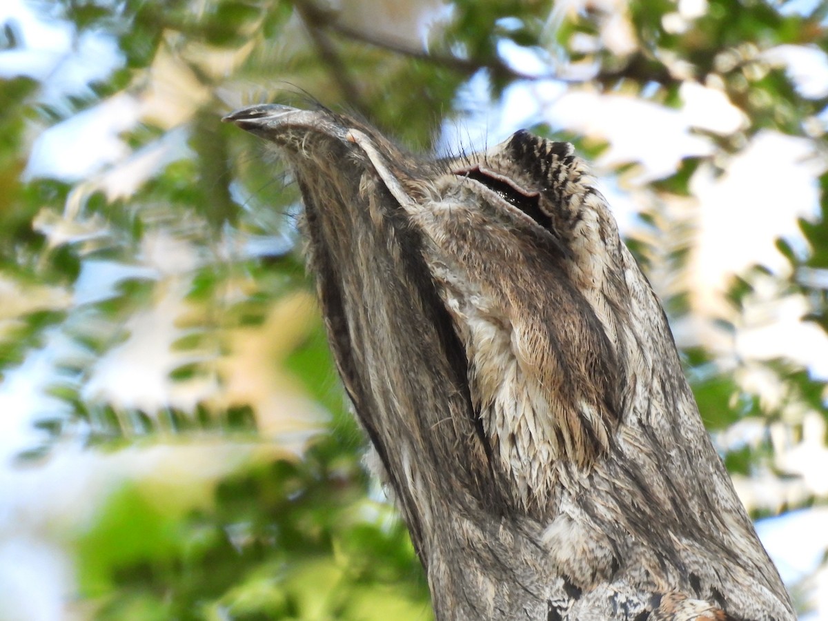 Northern Potoo - ML646949875