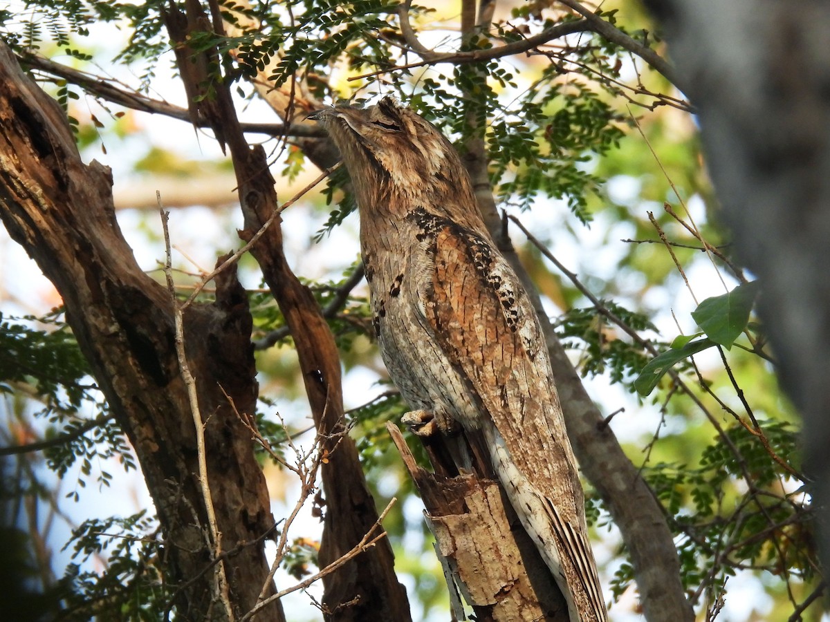 Northern Potoo - ML646949876