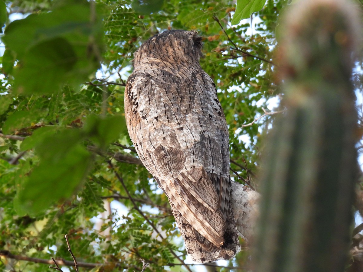 Northern Potoo - ML646949877