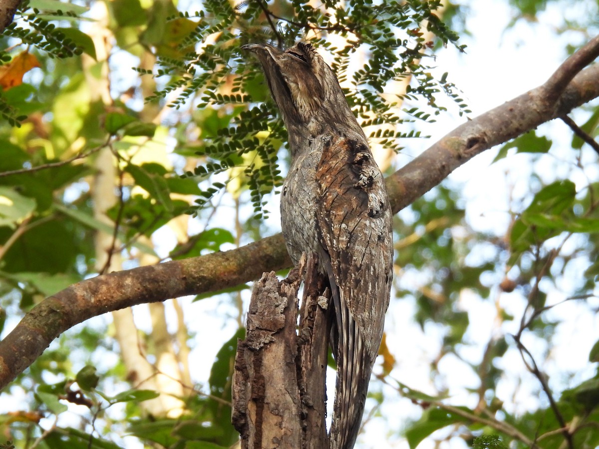 Northern Potoo - ML646949878
