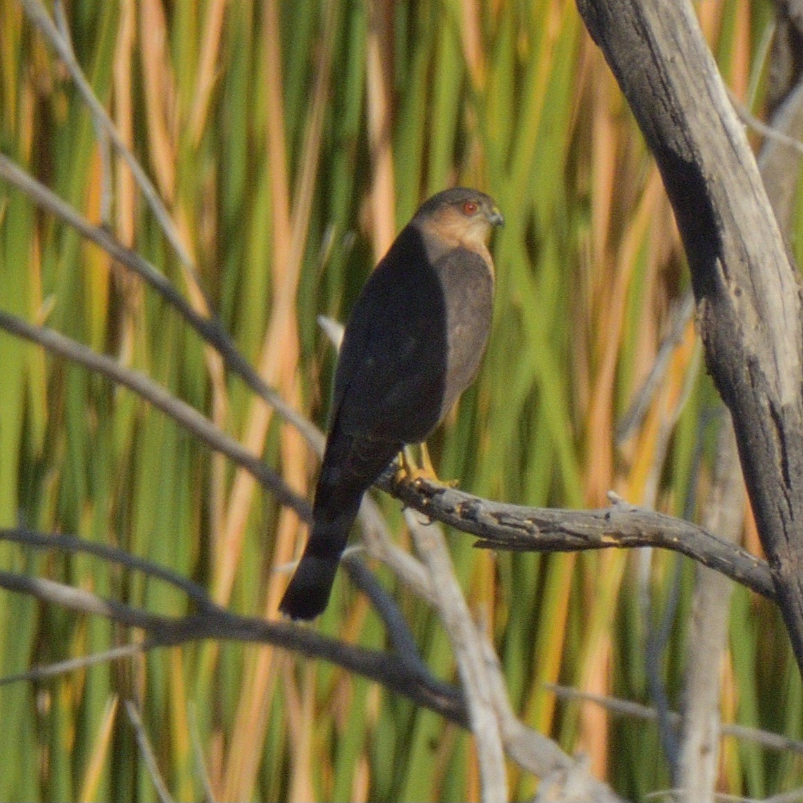 Sharp-shinned Hawk - ML646949882