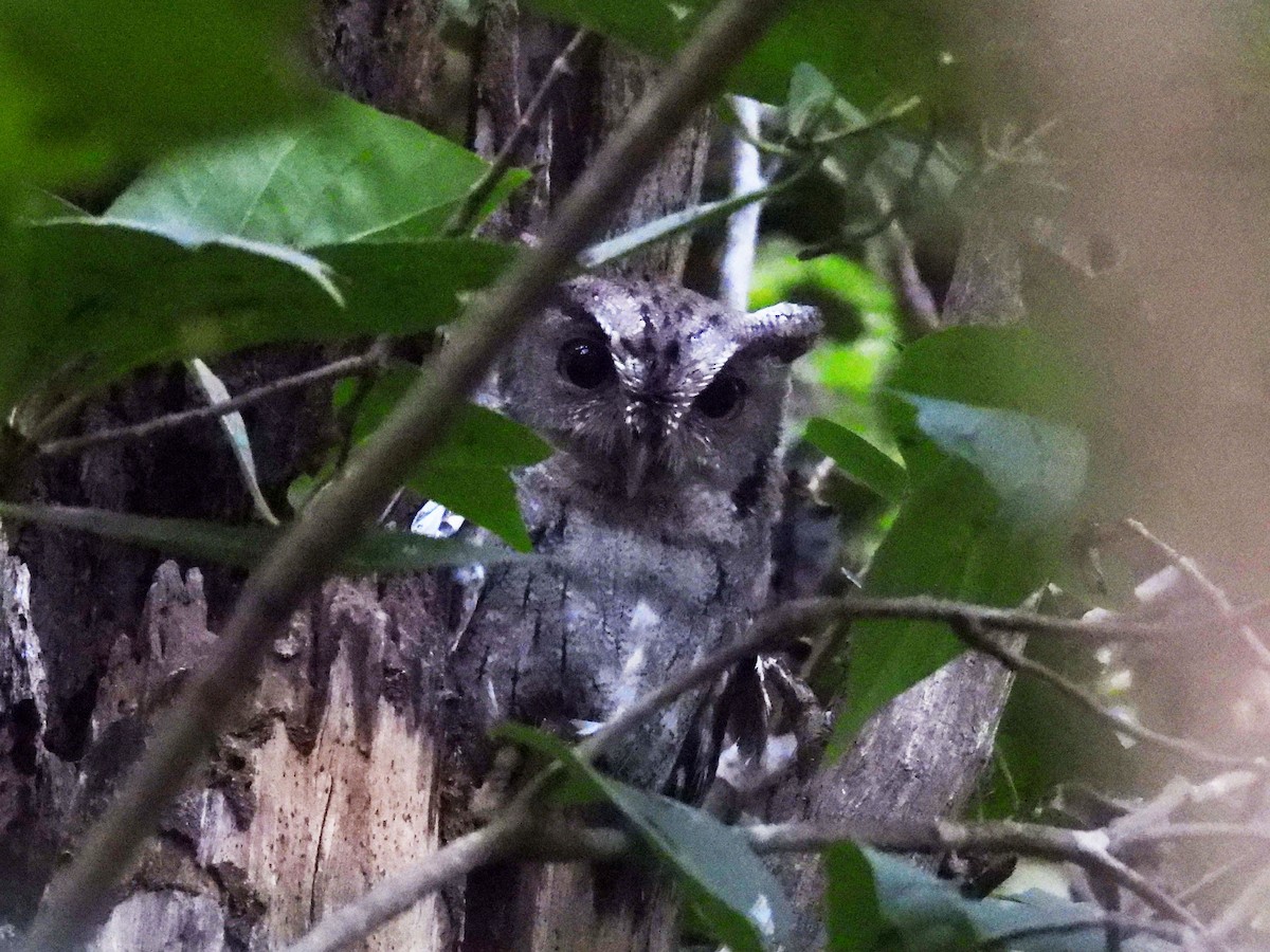 Pacific Screech-Owl - ML646949884