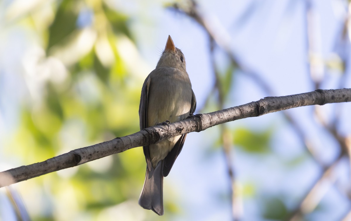 Greater Pewee - ML646949887
