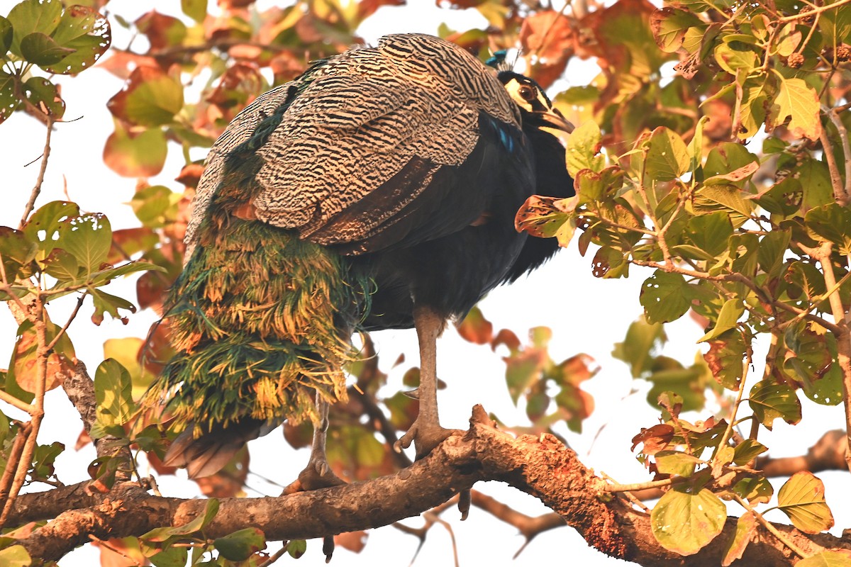 Indian Peafowl - ML646949889