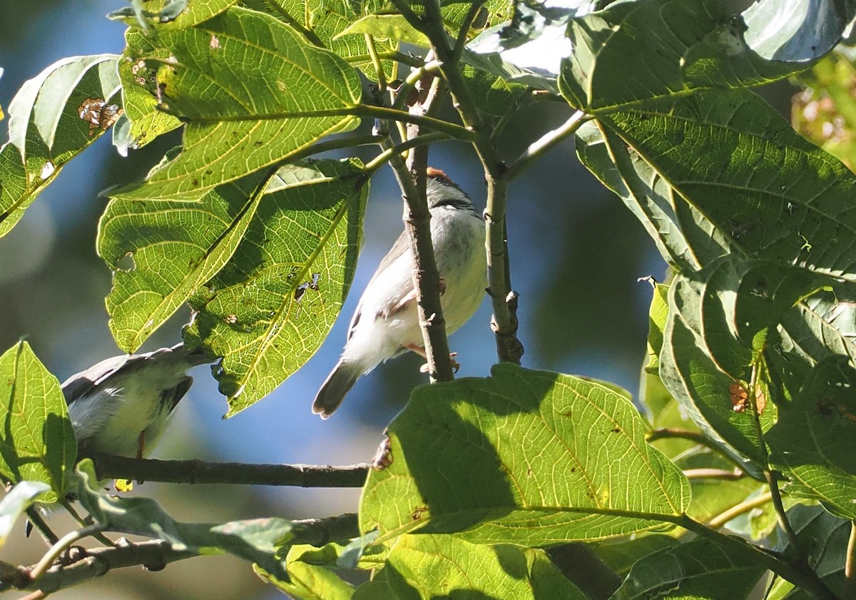 Turner's Eremomela - ML646949893