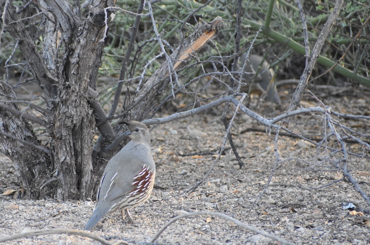 Gambel's Quail - ML646949896