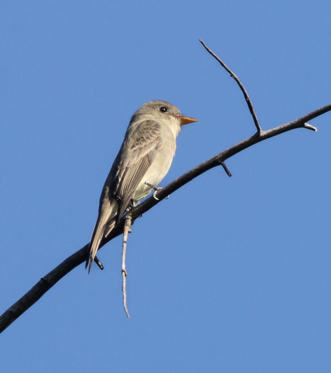 Greater Pewee - ML646949897