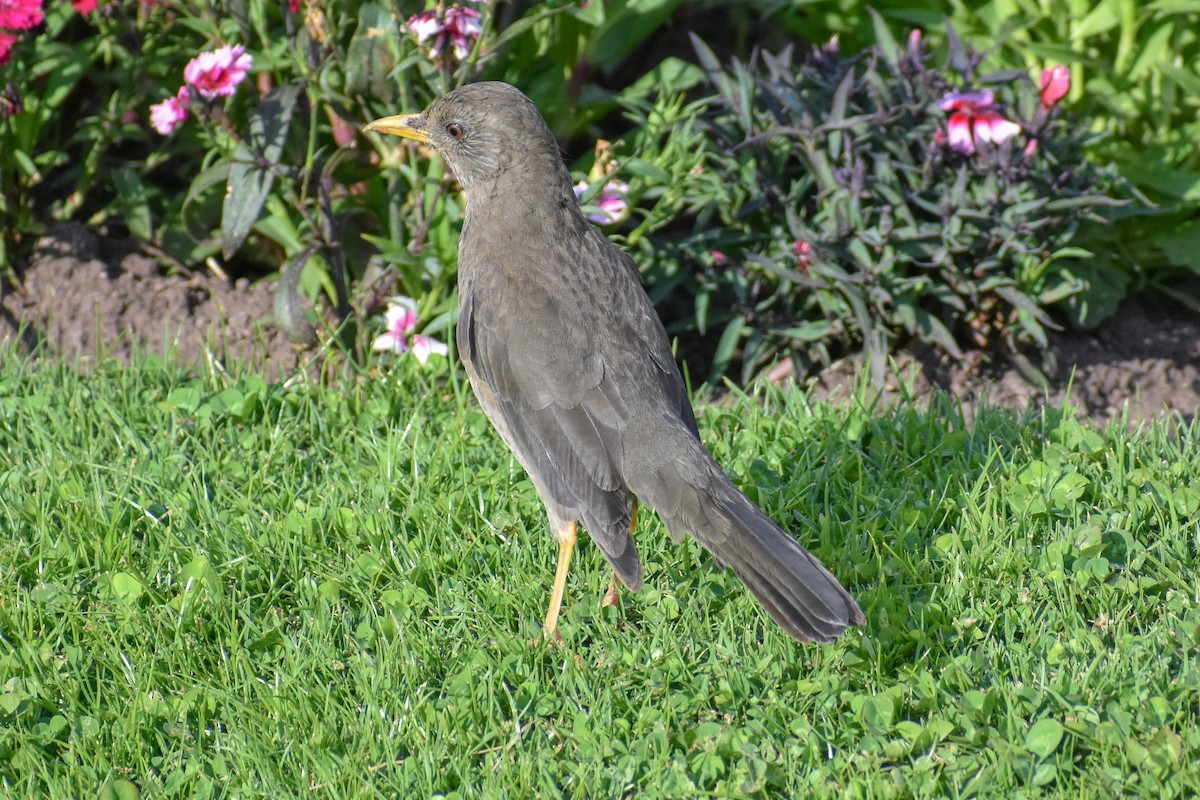 Chiguanco Thrush - ML646949899