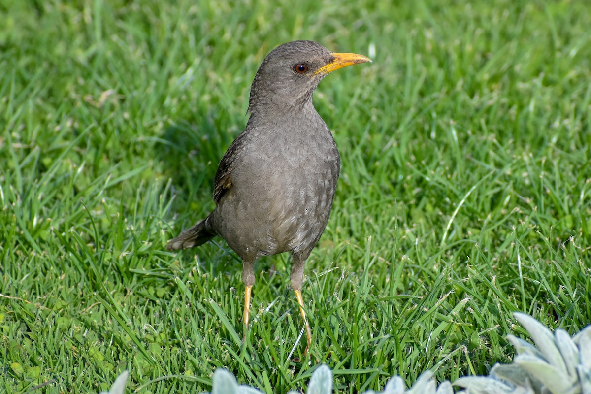 Chiguanco Thrush - ML646949900