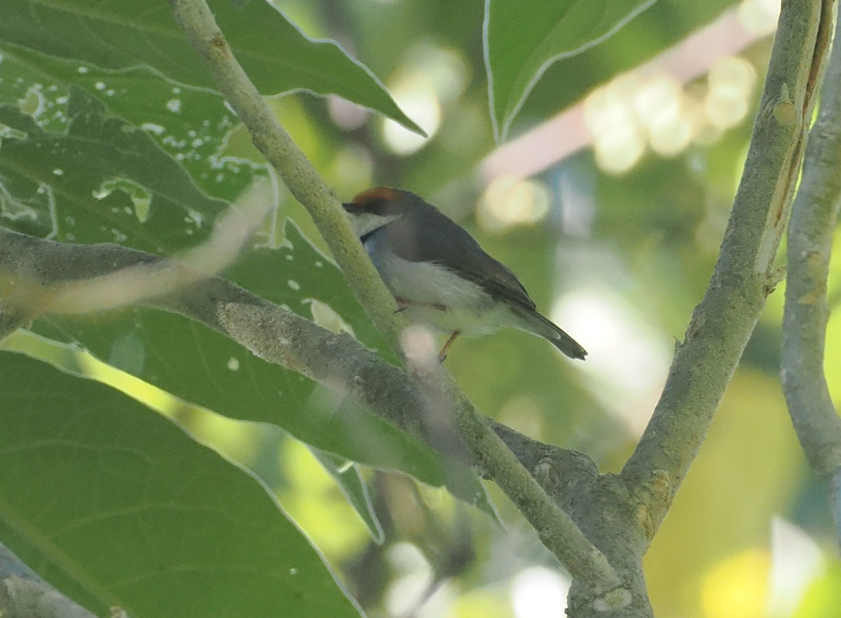 Turner's Eremomela - ML646949901