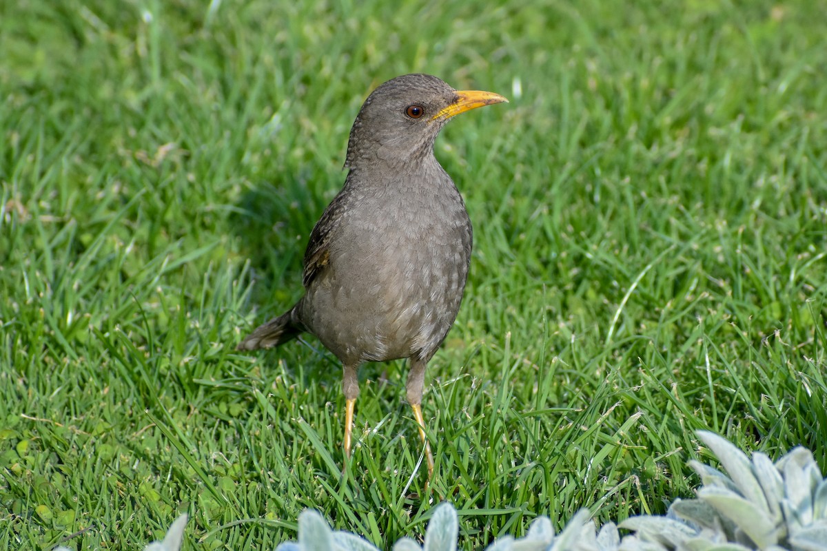 Chiguanco Thrush - ML646949902