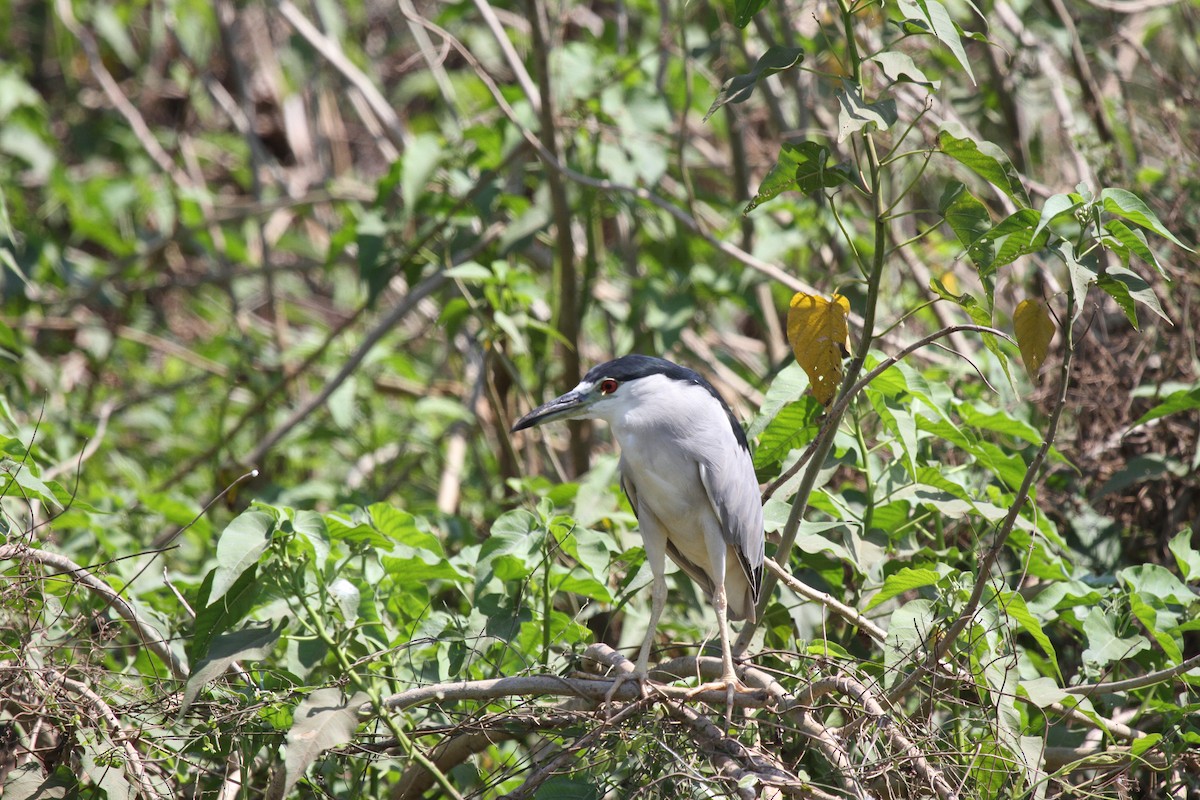 Amiltxori arrunta - ML646949903