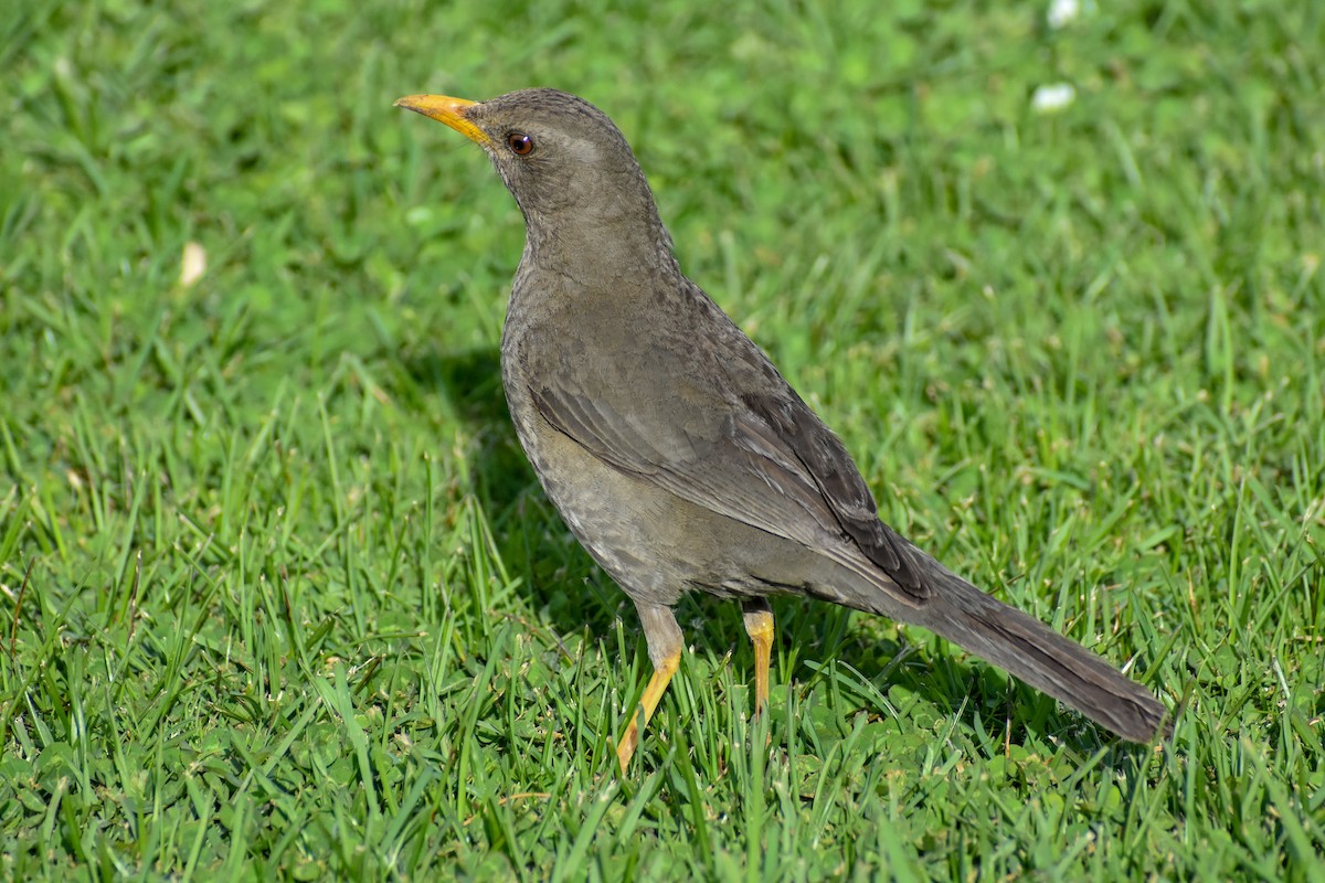 Chiguanco Thrush - ML646949904