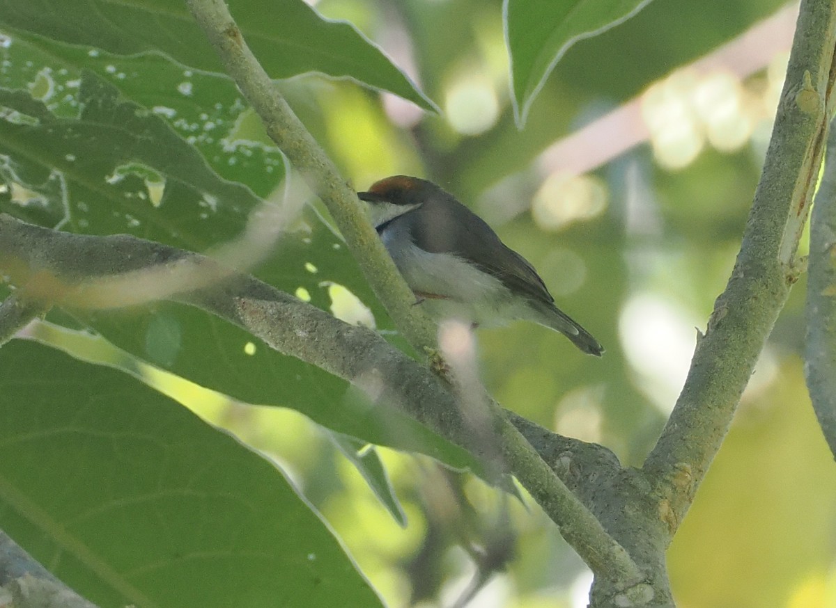 Turner's Eremomela - ML646949905