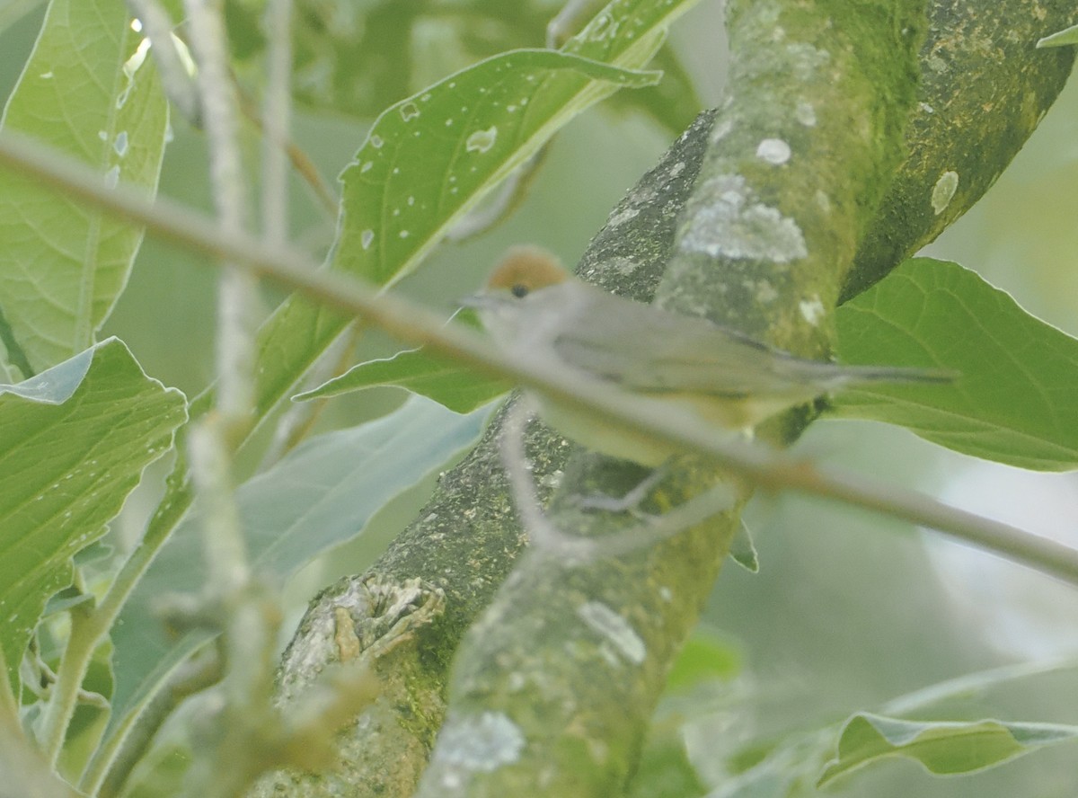 Eurasian Blackcap - ML646949910