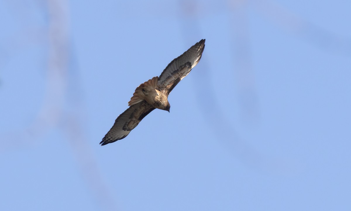 Red-tailed Hawk - ML646949913