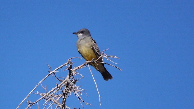 Тиран-крикун - ML646949915