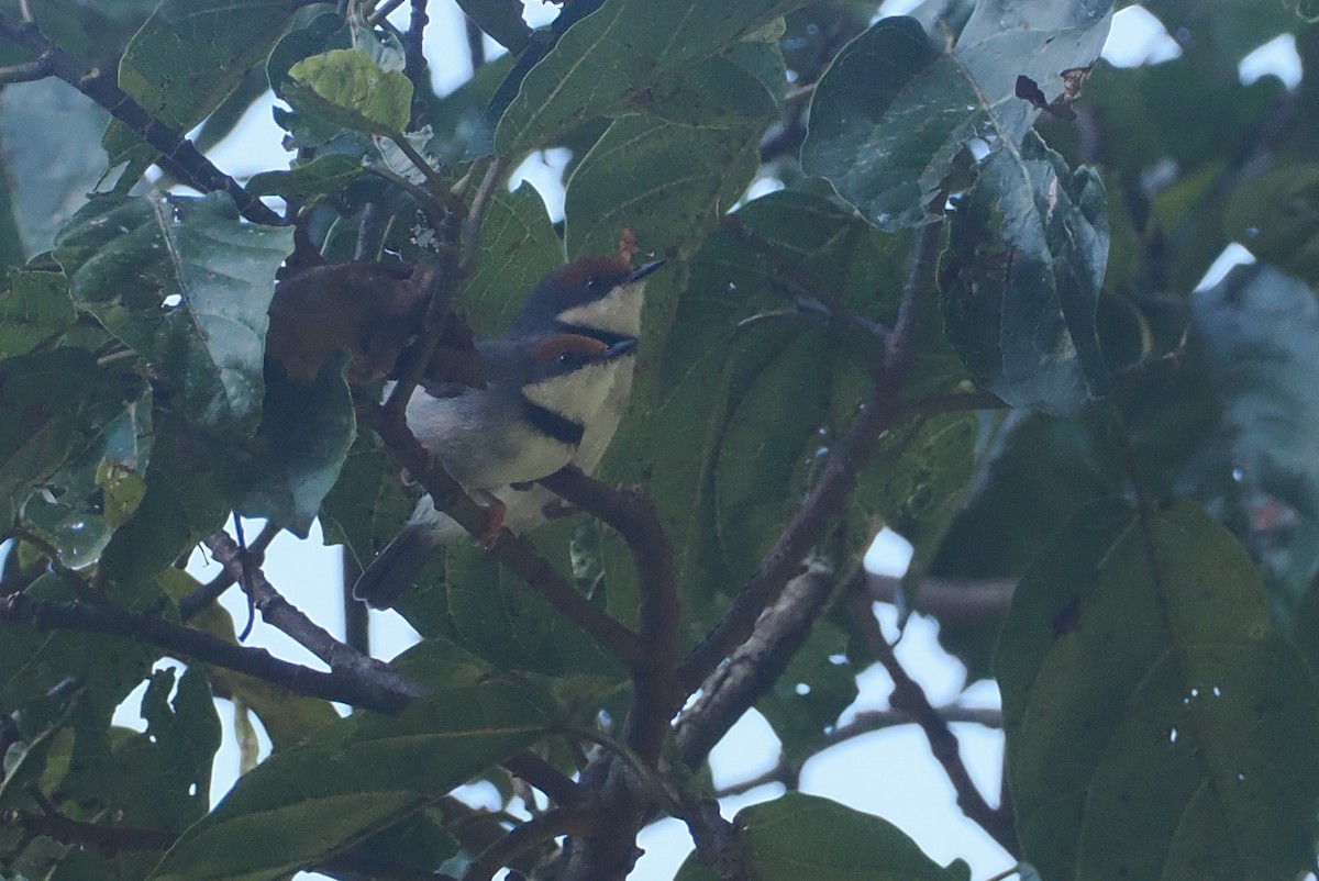 Turner's Eremomela - ML646949919