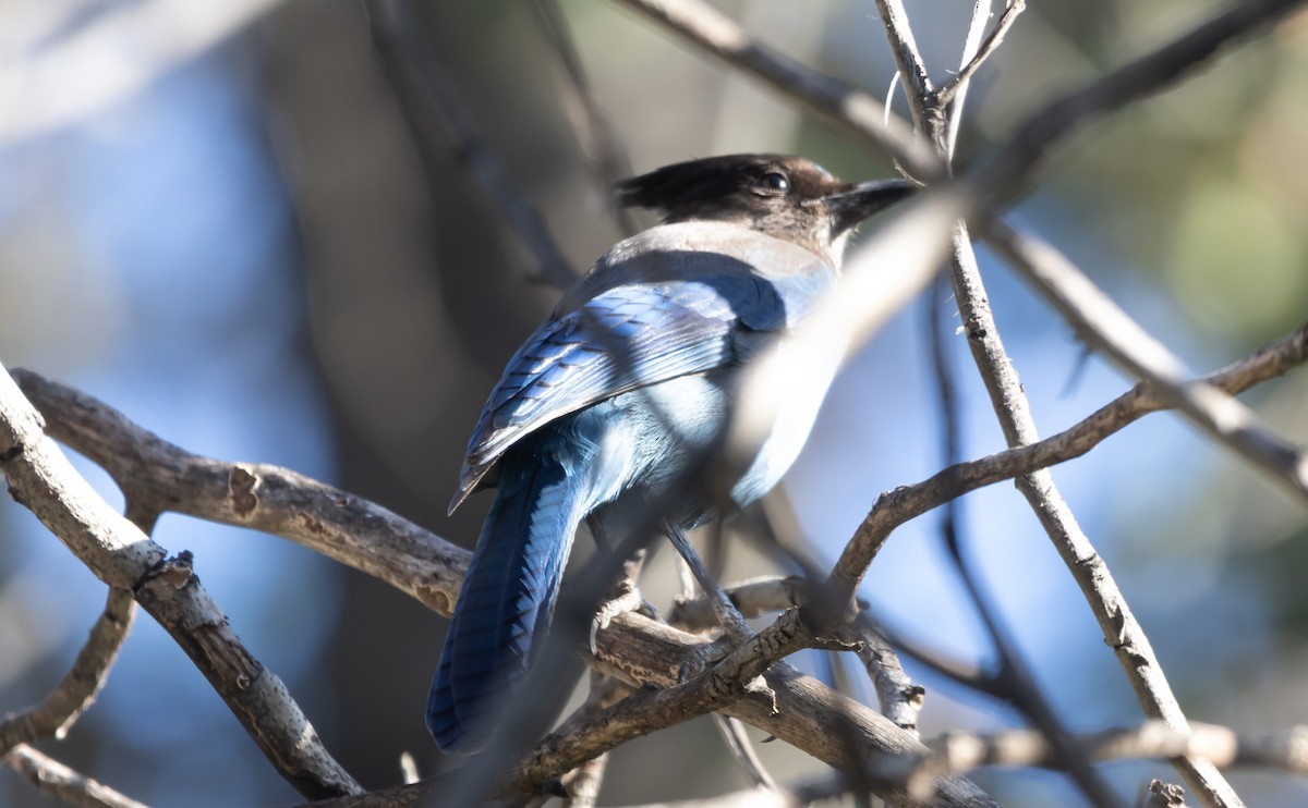 Steller's Jay - ML646949920