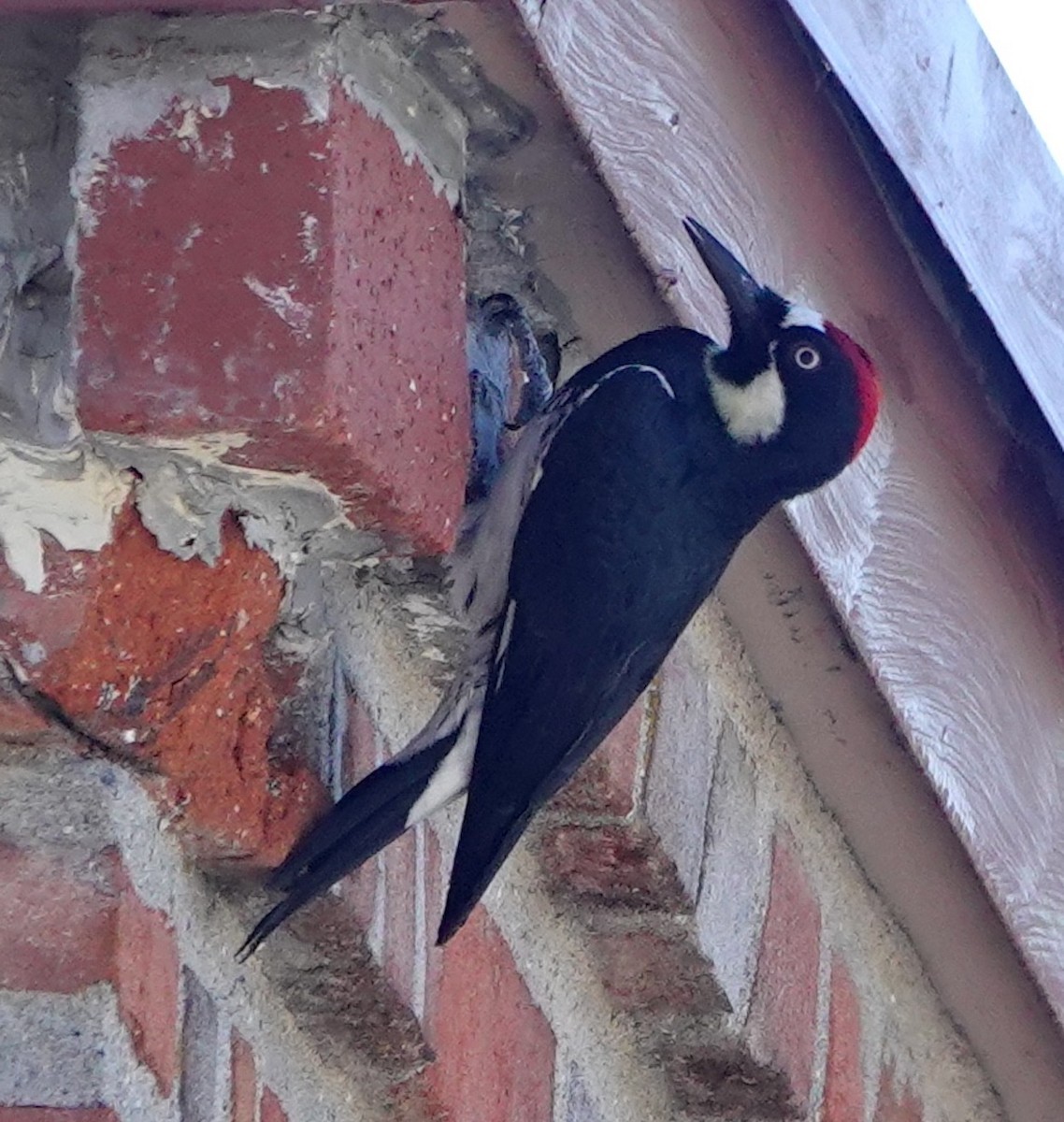 Acorn Woodpecker - ML646949924