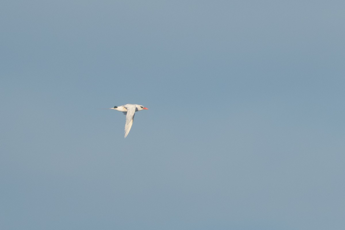 紅尾熱帶鳥 - ML646949925