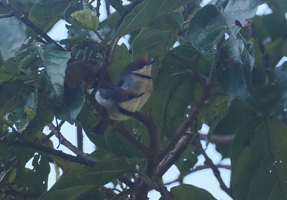 Turner's Eremomela - ML646949927