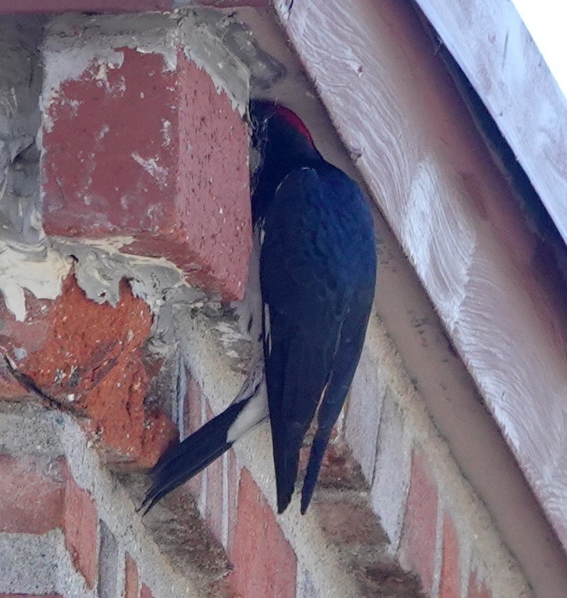 Acorn Woodpecker - ML646949928