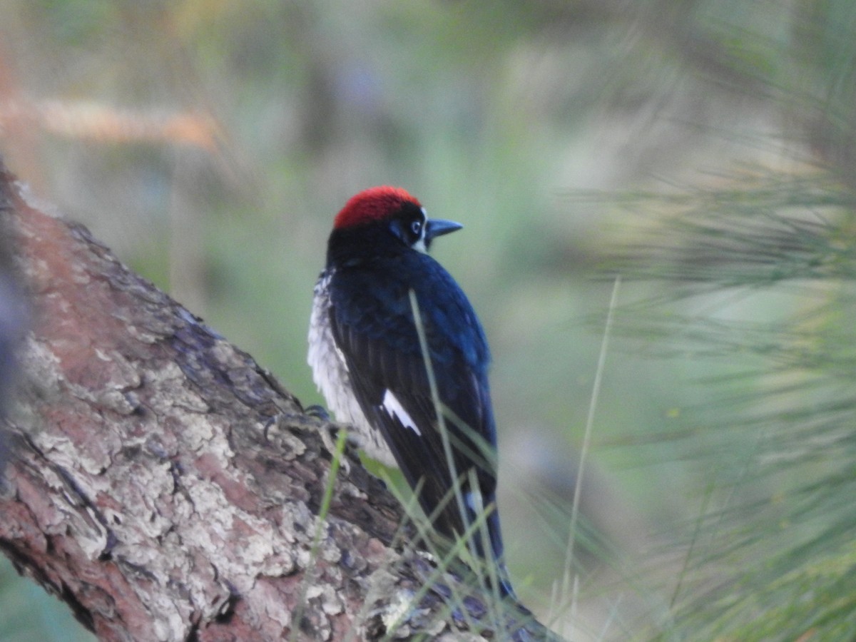 Acorn Woodpecker - ML646949929
